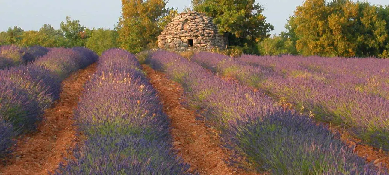 Hôtel face à un Champ de lavande Haute Provence