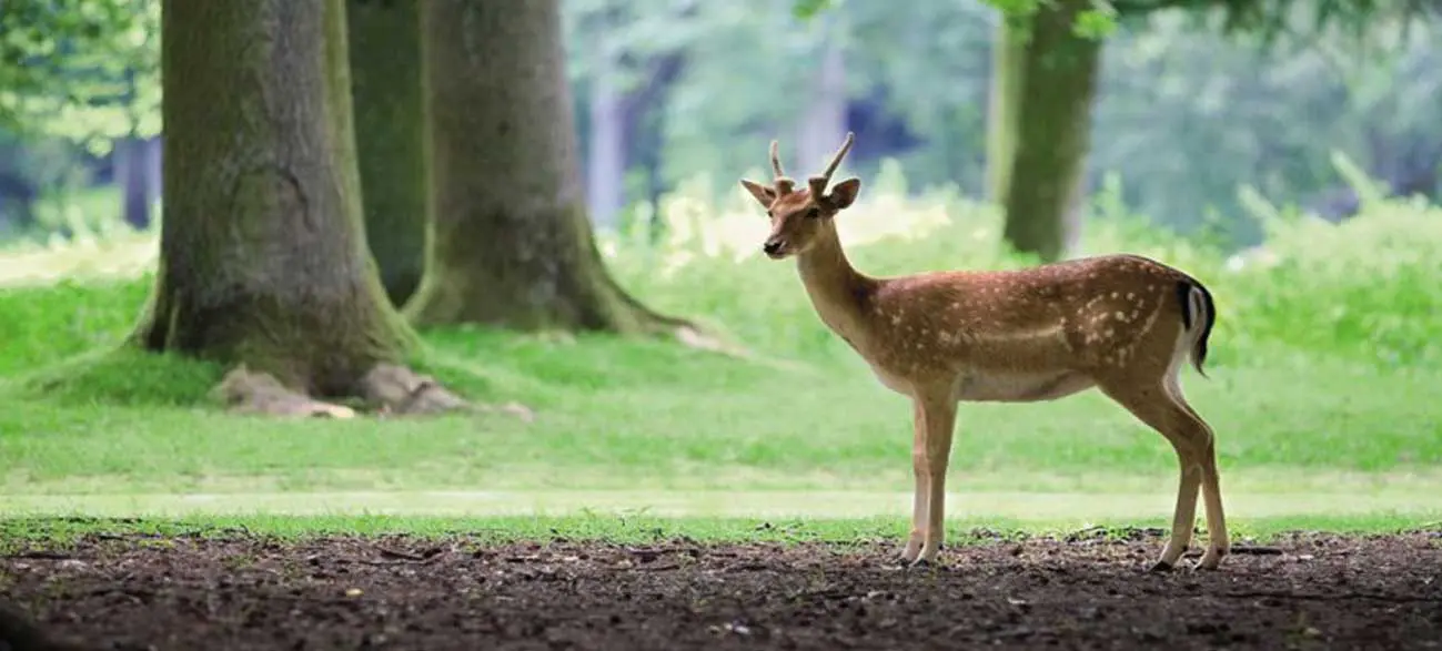 Parc avec daim Center parcs Bois aux Daim