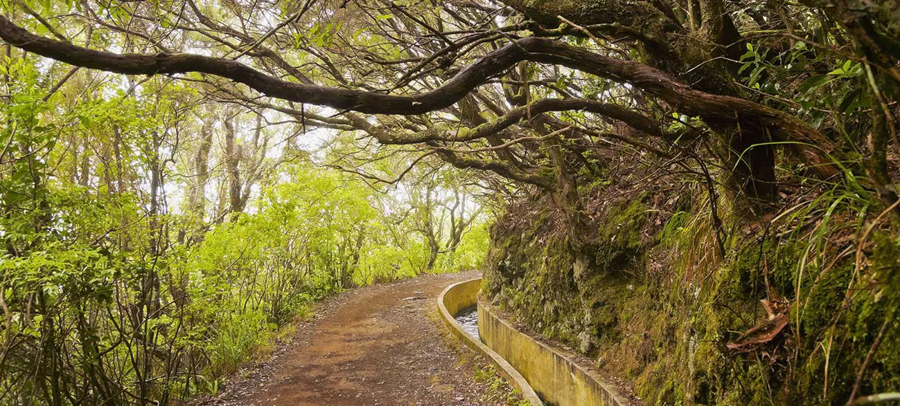 Levada à Madère