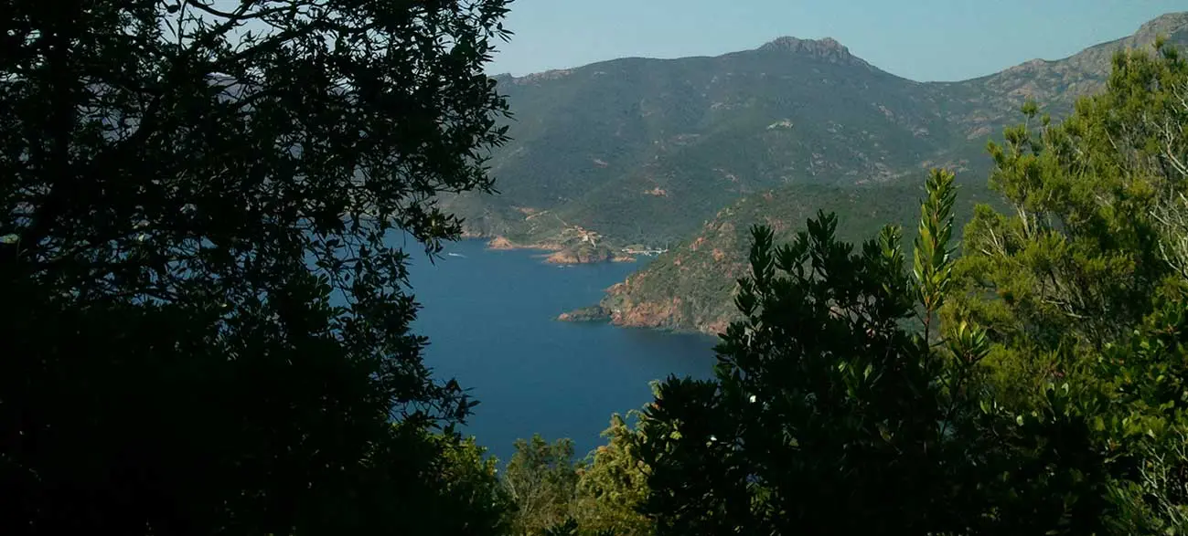 Maquis en Corse